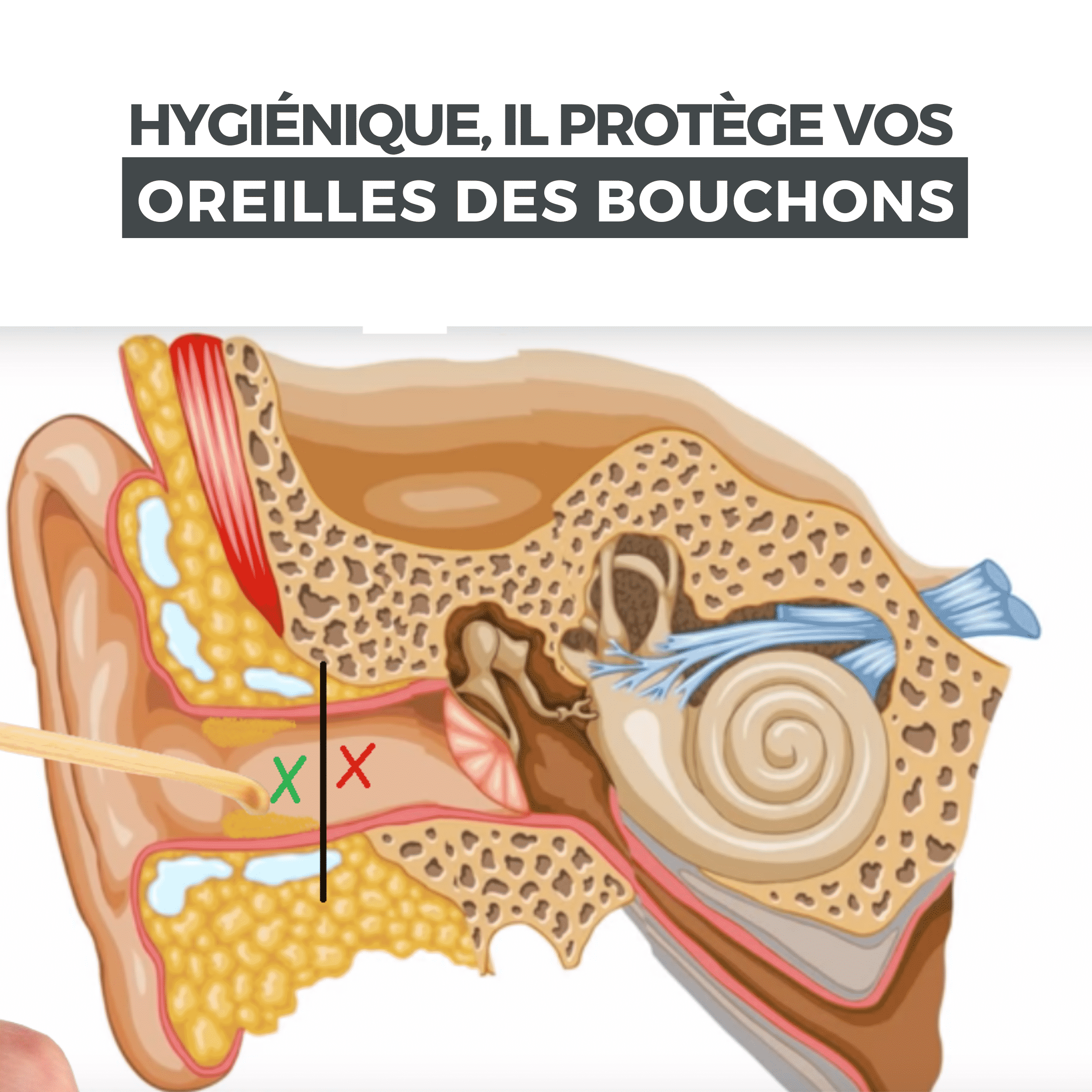Oriculi