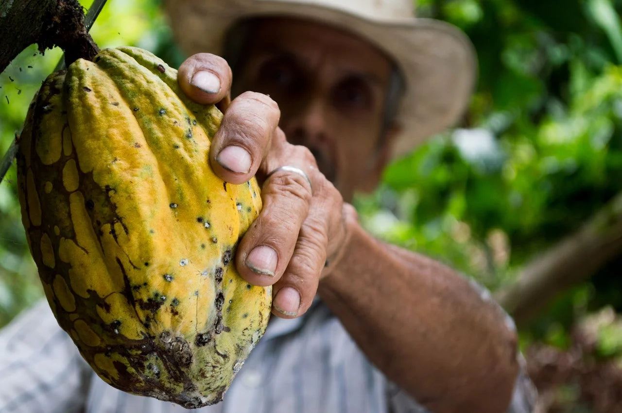 Beurre de Cacao Bio (VRAC)