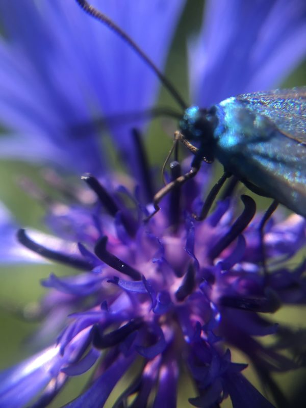 Eau Florale de Bleuet