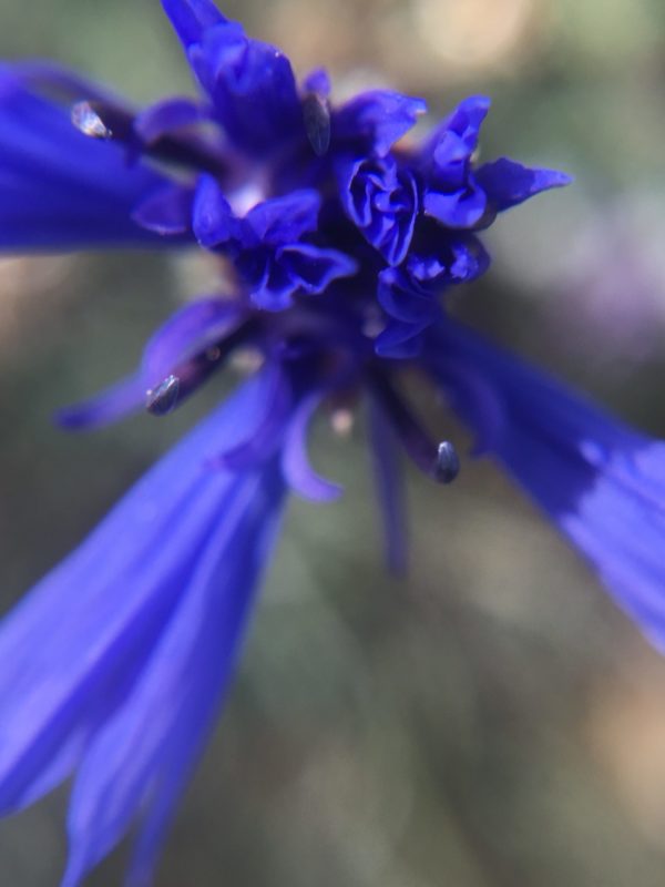 Eau Florale de Bleuet
