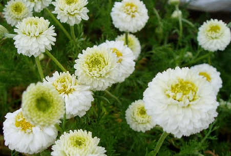 Eau Florale de Camomille Noble
