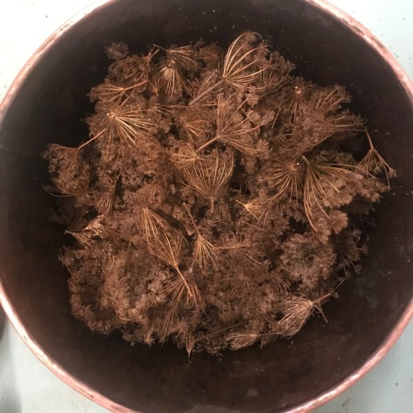 Hydrolat de Carotte Sauvage