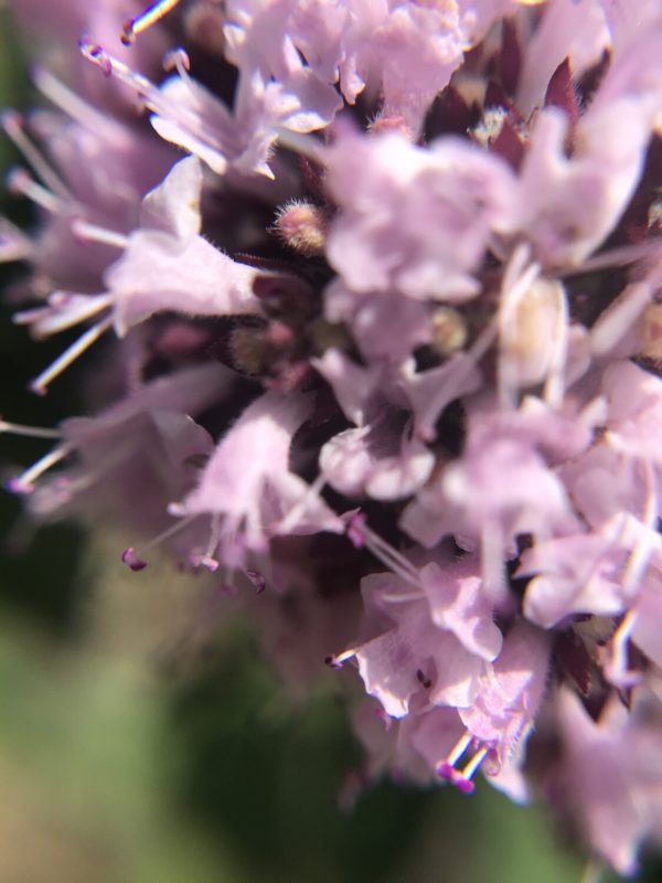Eau Florale de Lavande Fine