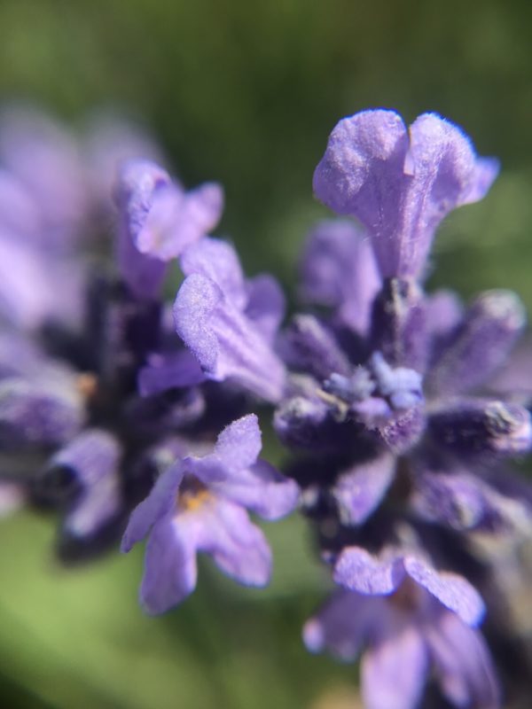 Eau Florale de Lavande Fine