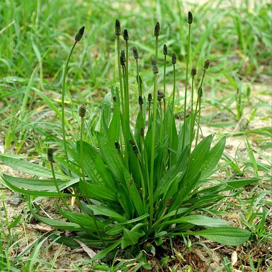 Hydrolat de Plantain