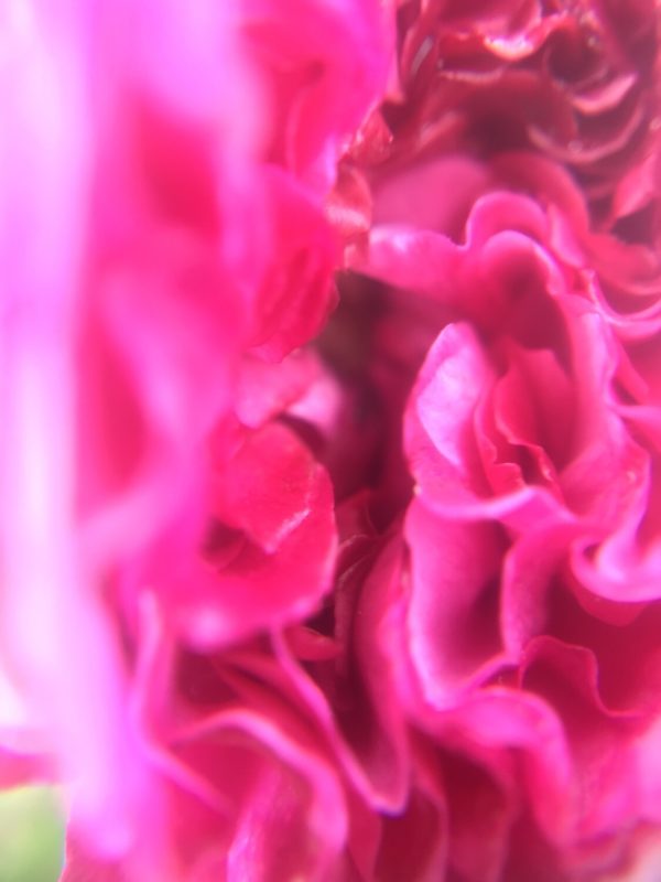 Eau Florale de Rose de Damas