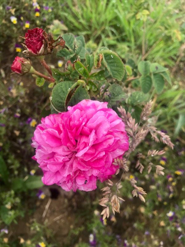 Eau Florale de Rose de Damas