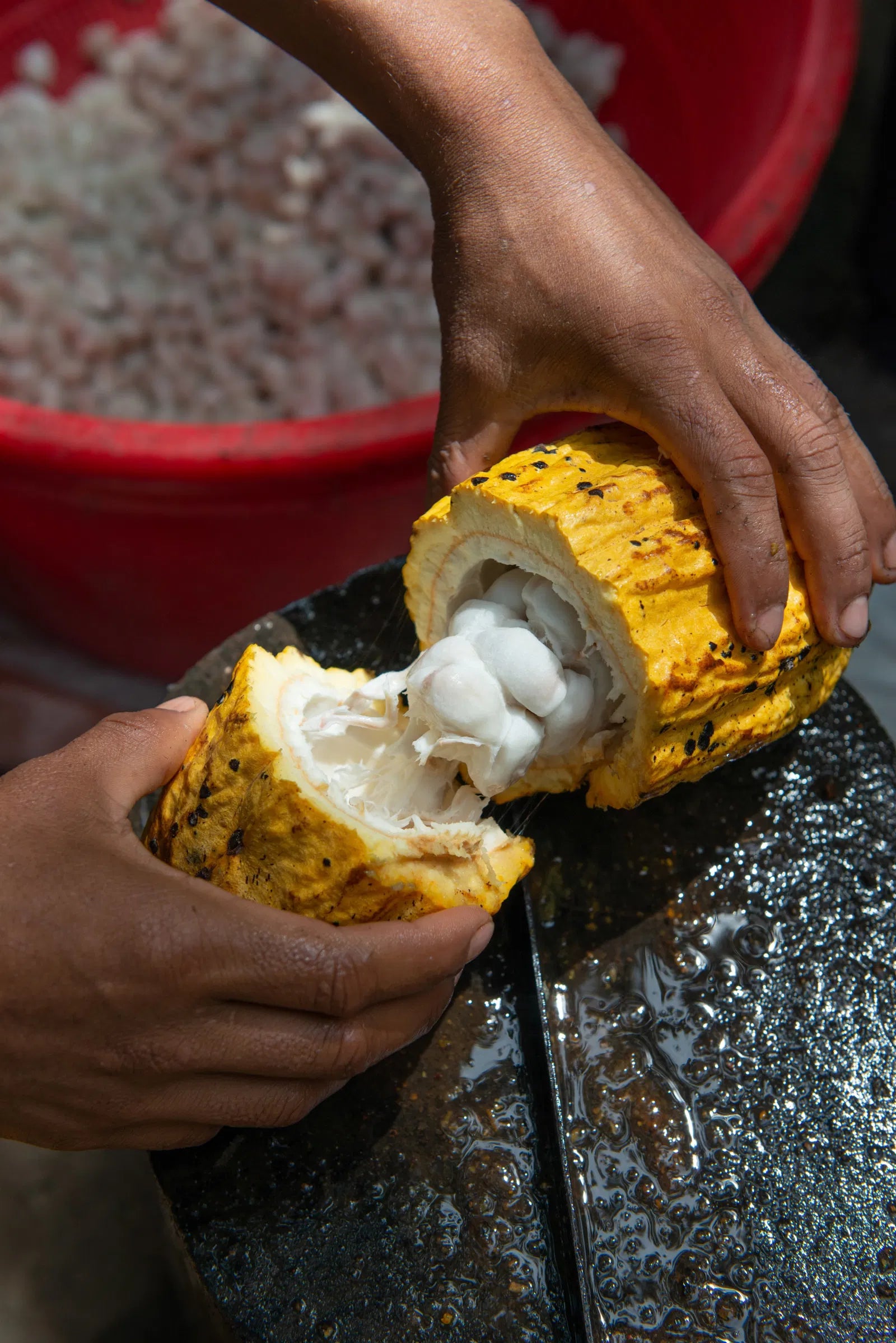 Beurre de Cacao Bio (VRAC)