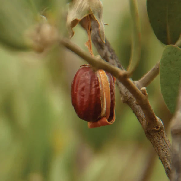 Huile Végétale de Jojoba
