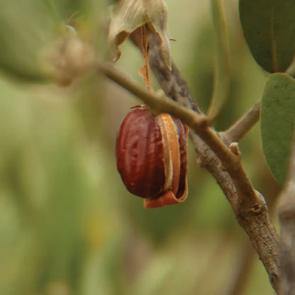 Huile Végétale de Jojoba